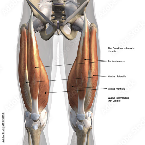 Obraz na plátne  Male Anterior Quadriceps Muscles Labeled