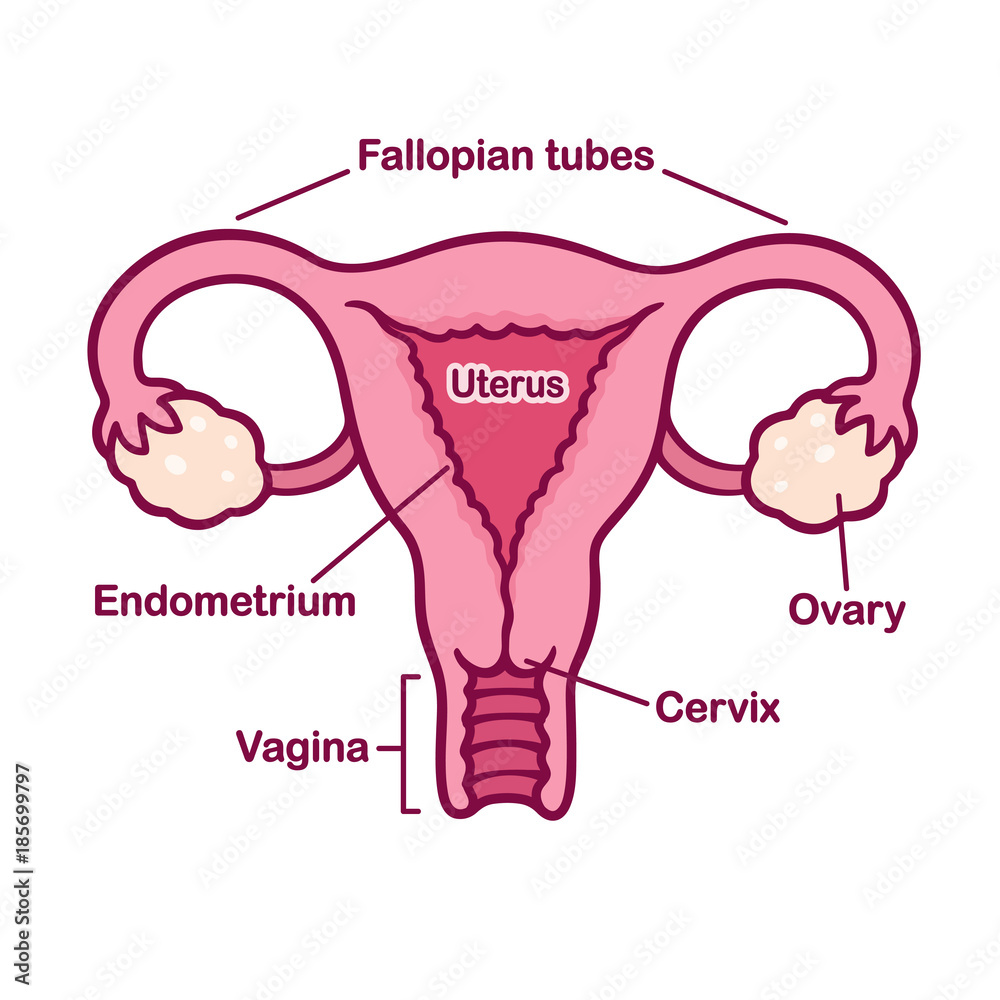 Female reproductory system anatomy chart Stock Vector | Adobe Stock