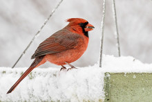 A Male Northern Cardinal On A Tray Feeder Filled With Black Oil Sunnflower Seeds After A Light Snowfall.