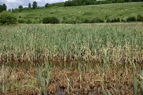 Cuadros en Lienzo close up of green reed background