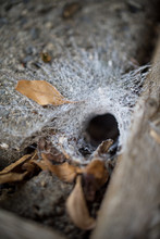 Funnel Web Spider Hole
