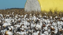 A Field Of Unharvested Cotton And A Round Bale Of Harvested Cotton