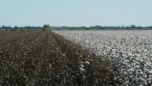 A Shot Of A Cotton Farm With Harvested And Unharvested Cotton Plants