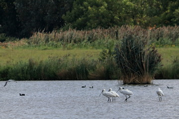 Poster - spoonbills