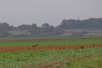 Poster - roe deer