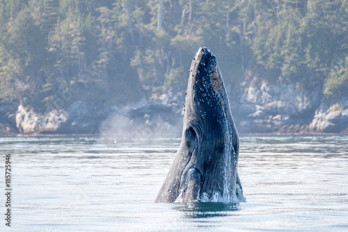 Fotografia Young Humpback whale (Megaptera novaeangliae) coming with its head out of the wa