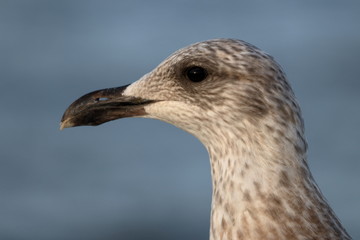 gull