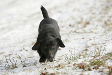 A Beautiful Little Black Dog Running Down The Winter Meadow With Snow.