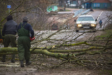 Three Workers Are Picking Up A Fallen Tree From The Road