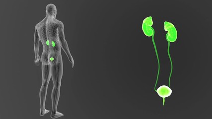 Wall Mural - Urinary System zoom with Circulatory system