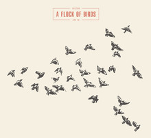 A Flock Of Birds Drawn Vector Illustration, Sketch