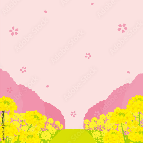 菜の花と桜並木 背景イラスト Stock Vector Adobe Stock