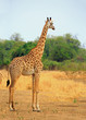A lone Thornicroft Giraffe standing alone on the open plains in South Luangwa National Park, Zambia