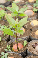 Wall Mural - Germinating seed to sprout of avacado in agriculture and plant grow sequence with nature background