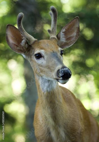 young male deer