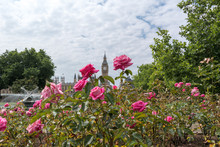 Big Ben And Elizabeth Tower From Afar Through Pink Rose Bush