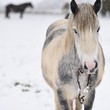 zimowy krajobraz z koniem jedzącym