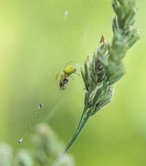 Wall Mural - spider with prey