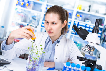 Wall Mural - technician in the laboratory of plant genetics investigates the sprout of soybean