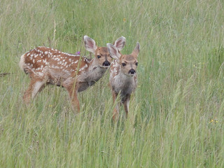 Wall Mural - Mule Deer Fawns Hiding in the Tall Grass