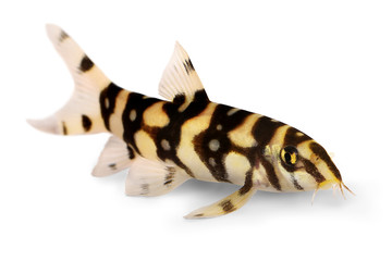 Canvas Print - Burmese border loach catfish polka dot loach Botia kubotai aquarium fish 
