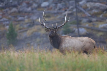 Wall Mural - Elk (Wapiti), Cervus elephas, Yellowstone National Park, Wyoming, United States