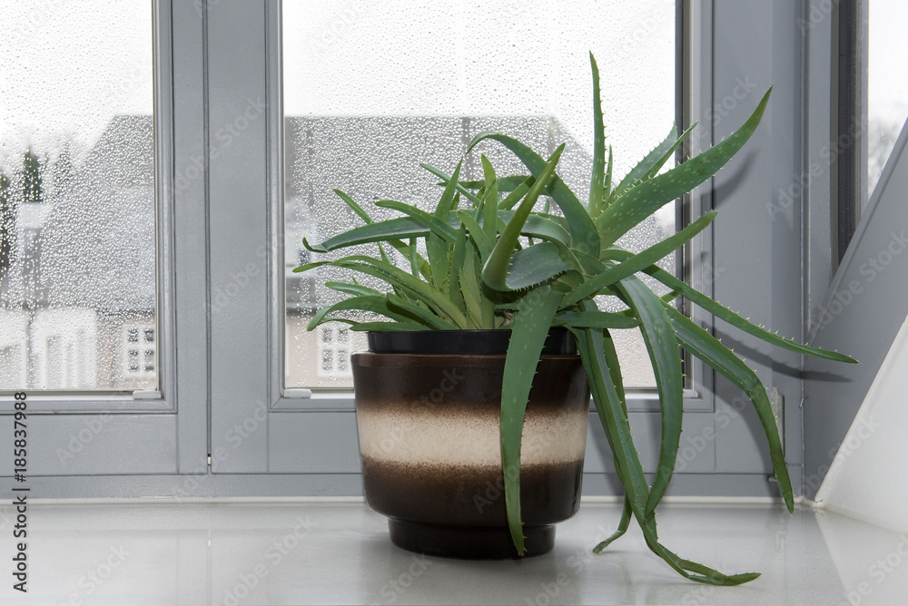 Aloe Vera, Fenster, Fensterbank Stock Photo | Adobe Stock