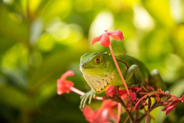 Wall Mural - Small Green Iguana On Red Flowers