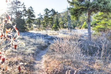 Wall Mural - Frost winter landscape with pine trees and morning sunlight trail path and ice covered plants