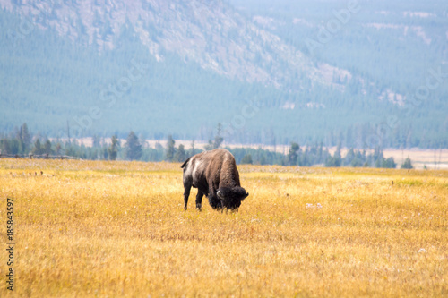 Fotografie, Obraz Yellowstone National Park UNESCO World Heritage this must-see during your vacat