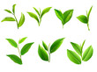 Green tea leaf collection set. Vector