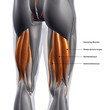 Hamstring Muscles Labeled, Male Posterior on White Background