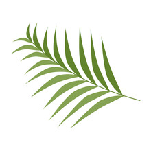 Tropical Palm Leaf Icon