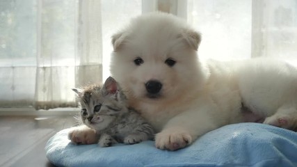 Poster - Cute tabby kitten and siberian husky playing on the bed slow motion 