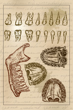 The Mandible (lower Jawbone) And  Upper Jaw. Drawing Anatomical Illustration