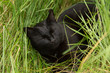 Black bombay cat lie, sleep and relax in the grass outdoors. Beautiful cute cat portrait closeup