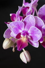  Phanaelopsis orchid flowers
