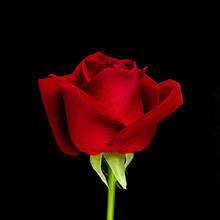 Side View And Close-up Image Of Beautiful Blooming Red Rose Flower Isolate On Black Background