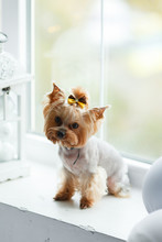 Yorkshire Terrier At Home New Year With Christmas Decoration As Background