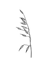 Hand Drawn Meadow Grass