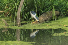 Black-crowned Night Heron (Nycticorax Nycticorax) BADEN WÜRTTEMBERG Germany