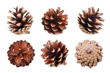 Wall Mural - Set of pine cones isolated on white background