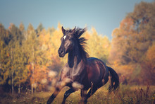 Portrait Of Orlov Trotter Breed Horse Running On The Yellow Autumn Trees And Blue Sky Nature Background