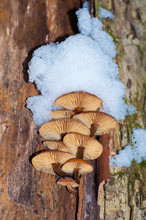 Winter Mushrooms Flammulina Velutipes, Edible Mushrooms