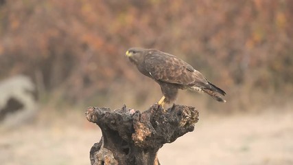 Poster - Common Buzzard