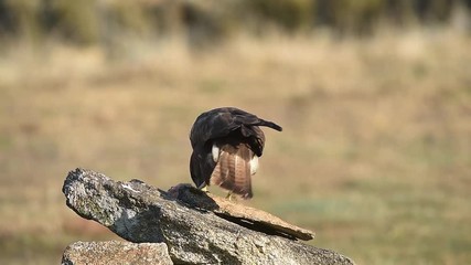 Wall Mural - Common Buzzard