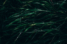Close-up Of Water Droplets On Green Grass