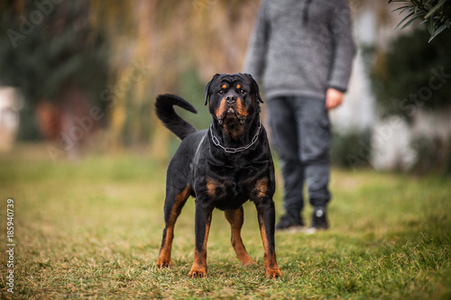 Fotomural Adorable Devoted Purebred Rottweiler
