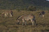 Fototapeta Sawanna - Zebras