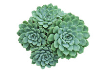 Top View Of Pastel Green Flowering Succulent Plant White Background